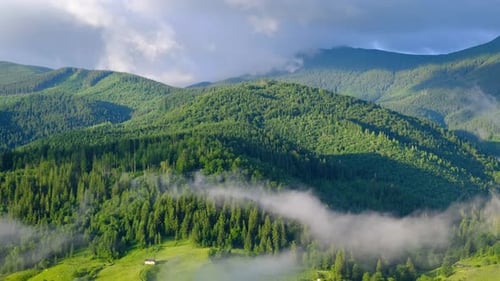 Forest in the mountains. Summer forest in mountains. Forest in fog.