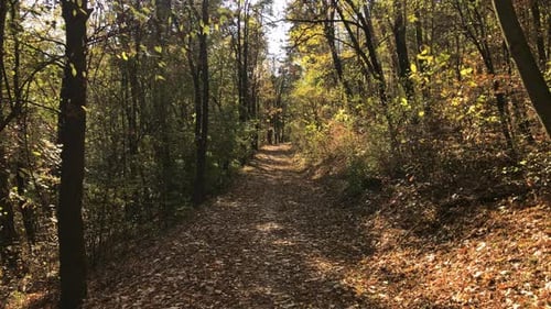 Waldweg am sonnigen Herbsttag 3840X2160 UltraHD-Aufnahmen - Landschaft der Natur im Herbst 2160p 3