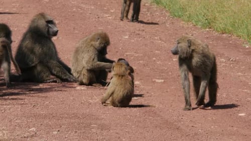 Paviane unterwegs im Serengeti-Nationalpark - Tansania