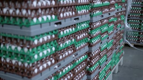 Chicken Eggs in Boxes