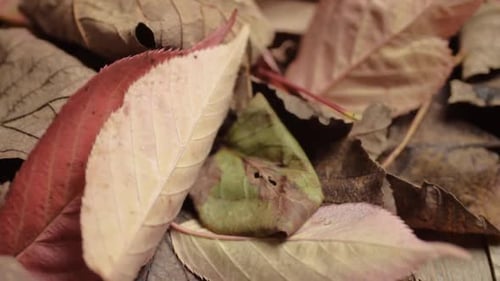 Close Up of Colorful Dead Autumn Leaves