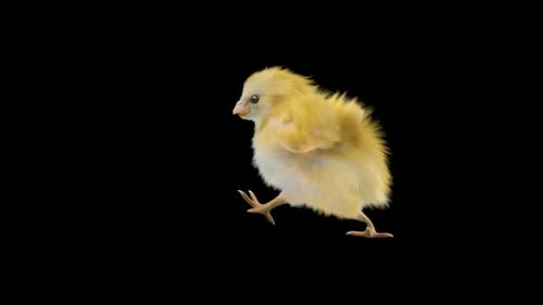 Fluffy Baby Chick Walking Animation Loop