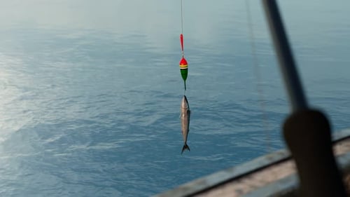 Ein Fisch, der mit einem Haken gefangen wurde und ritt. Fische hängen an einer Linie über Wasser. Aufrollen