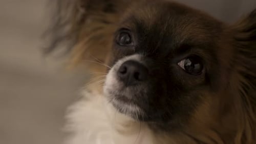 Close Up of Brown Long-Haired Chihuahua