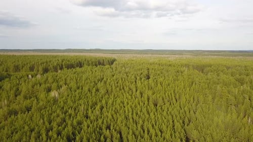 Forest Nature