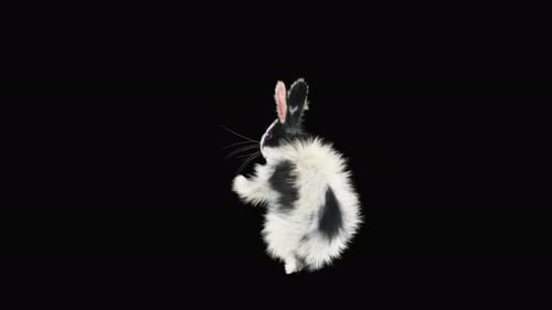Cute Black and White Rabbit Hopping Animation