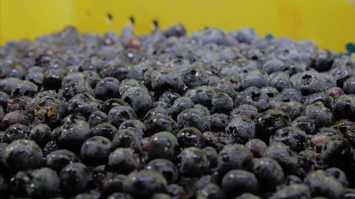 blueberries, blueberry, berry, natural, ornagic, frozen berries