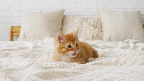 Cute Orange Kitten Lying on Bed