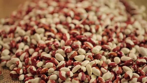 Hands Holding White and Red Kidney Beans