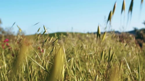 Campo con orejas que se mueven lentamente en el viento