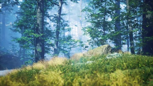 Grünes Gras im Wald am sonnigen Sommermorgen
