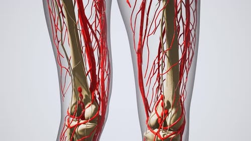 Science Anatomy of Human Blood Vessels