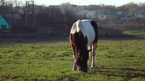 Black and White Stallion Eats Grass on a Green Meadow