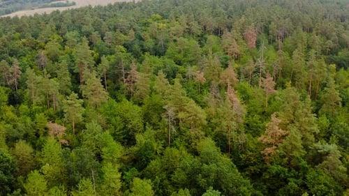 Wunderschönes Waldgebiet