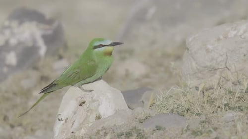 Abejaruco posado sobre piedra