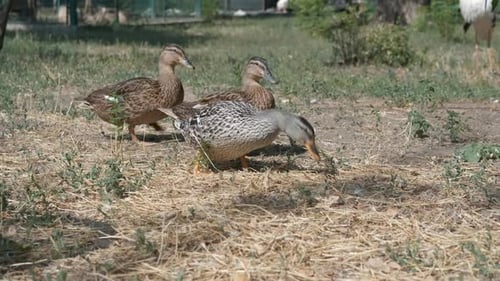 Family of Home Ducks