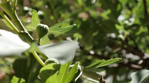 Ficus carica Äste Nahaufnahme 4K 2160p 30fps UltraHD-Aufnahmen - Details der gewöhnlichen Feigenfrucht-Pla