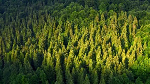 Morning Forest Green Conifer Treetops Shining on Sun