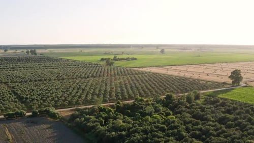 aerial view of olive trees