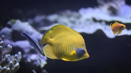 Copperband Butterflyfish (Chelmon Rostratus)