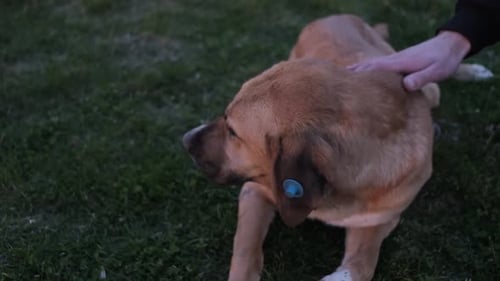 Schlaganfall Pet