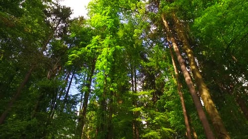 Observing Beautiful Spring Forest