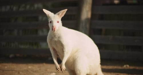 Gros plan d'un wallaby albinos à cou roux adulte dans une ferme. BMPCC 4K