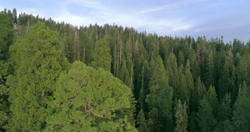 Giant Sequoia Trees Within Super-size Forest