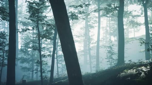 Morning Fog in Deep Forest