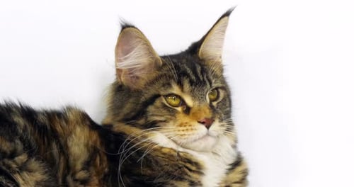 Brown Tortie Blotched Tabby and White Maine Coon Domestic Cat, Portrait of Female Normandy in France