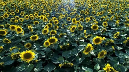Sunflowers