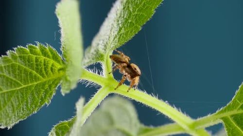 Entzückende springende Spinne geht und neugierig aussieht auf Green Leaf
