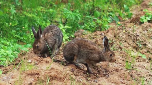 Wild Rabbits Exploring in a Natural Habitat