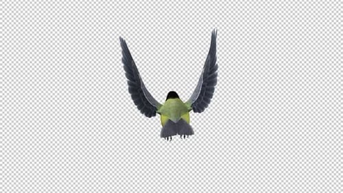 Yellow Titmouse Bird - Flying Loop - Back View