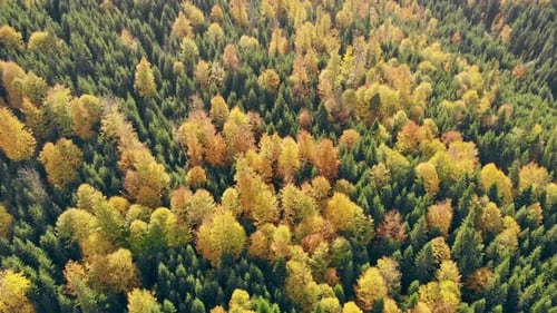 Forest Autumn Mountains Aerial Sunset Tree Season Hill Wood
