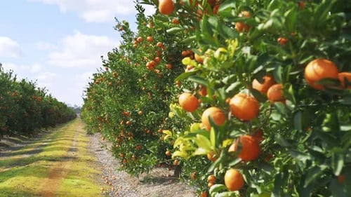 Beautiful Organic Fruits on a Branches with Vivid Green Leaves