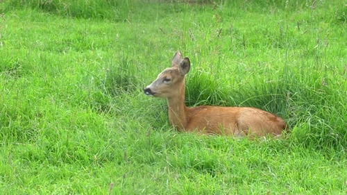 Deer Resting Peacefully in a Green Meadow