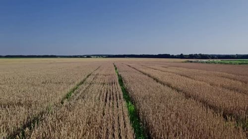 Drone Flying Over Green Wheat Field in Summer