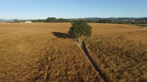 Aerial shot of oak tree in field