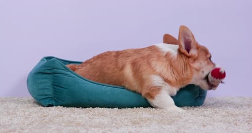 Corgi Chewing Toy in Dog Bed