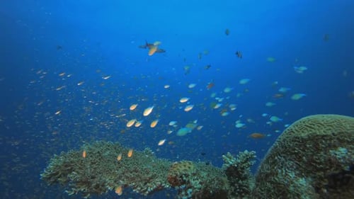 Korallengarten mit lebendigen Fischen