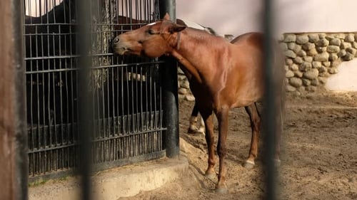 Beautiful Horse Looks Through the Bars in the Zoo