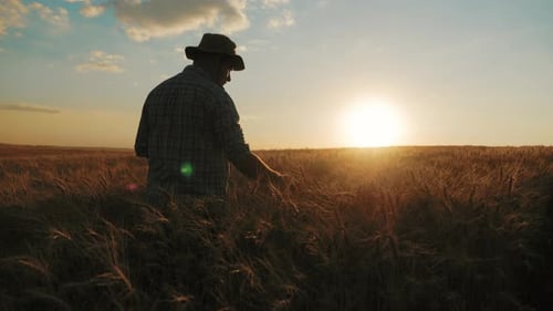 Young Farmer Working in a Wheat Field at Sunset