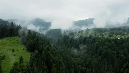 Fresh Foggy Morning Over the Mountain Forest