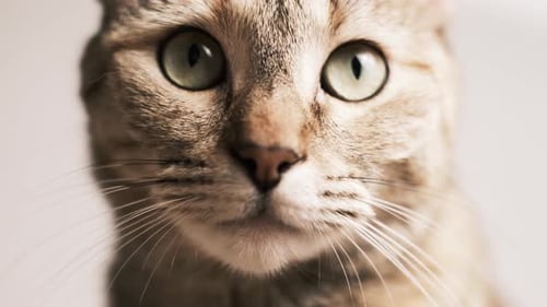 Close Up of Tabby Cat with Green Eyes