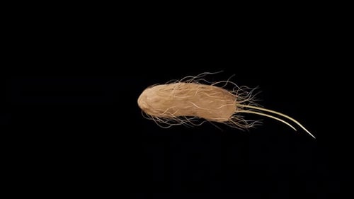 Realistic Bacterium Microorganism Swimming Animation