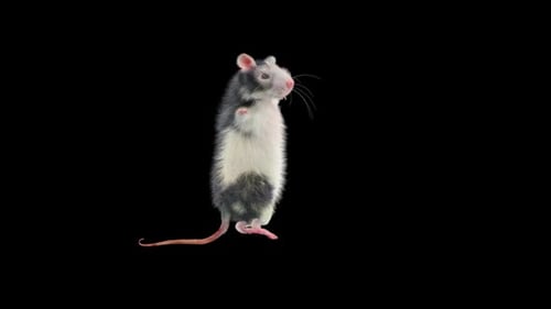 Realistic Animated Rat Standing and Moving on Transparent Background