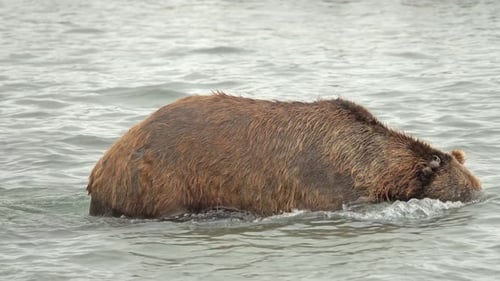 Brown Bear Wades Through Body of Water