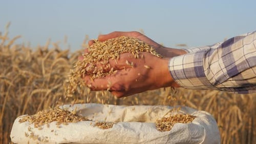 Man Pours Grain Into Sack in Golden Field