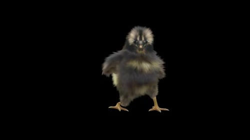 Cute Baby Chick Animated Dance on Transparent Background